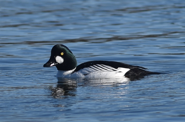 18 02 16_1943_edited-1.jpg - GOLDENEYE - POOLE PARK, DORSET - 18.2.16